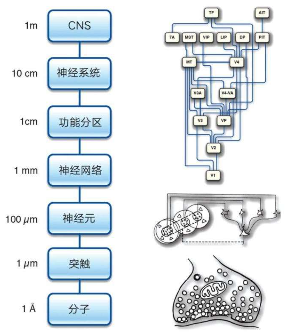 从大脑解码 AI,对话神经网络先驱谢诺夫斯基